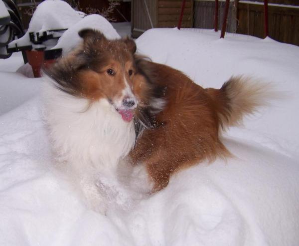 I love to eat snow.