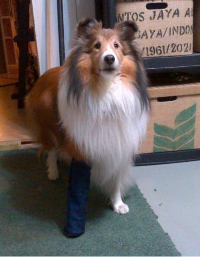 I sewed a denim tube to keep Indie from gnawing away his bandages. Elastic goes over his body to keep in comfortably in place.