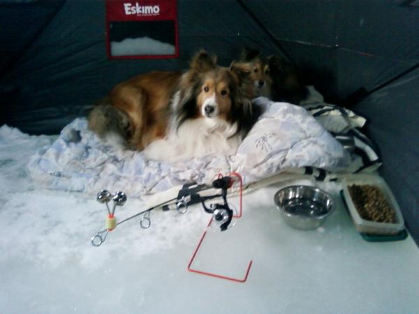 icedogs1
