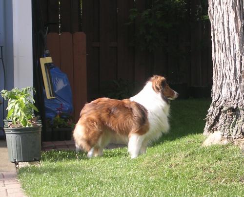 If I stare at this tree long enough.... the squirrels WILL come!