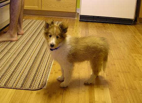 I'm 10 weeks old.