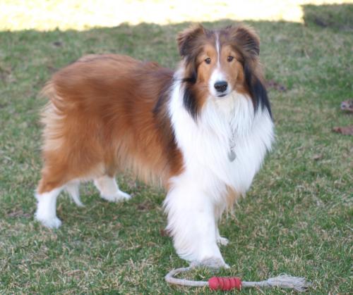 I'm not supposed to bring this toy back am I?  Aren't you coming to get it?