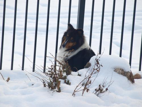 I'm waiting for the next victim to walk by the fence!