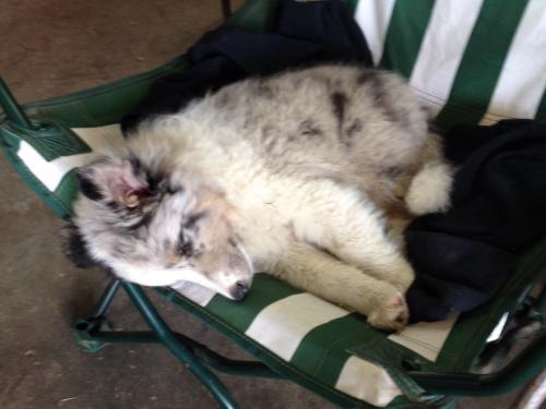 image blue passed out in his chair