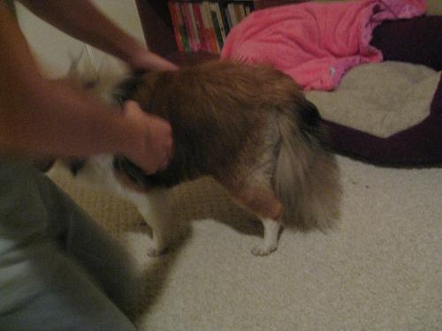 IMG 3369