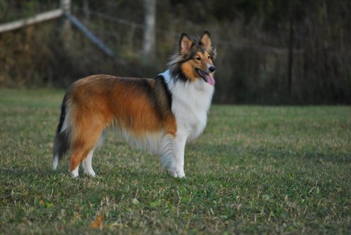 In the dog park watching other dogs play.