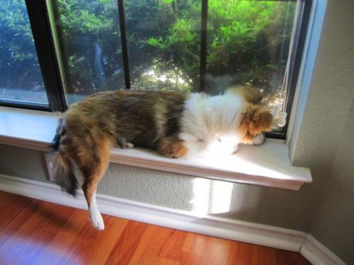 in the window watching ant