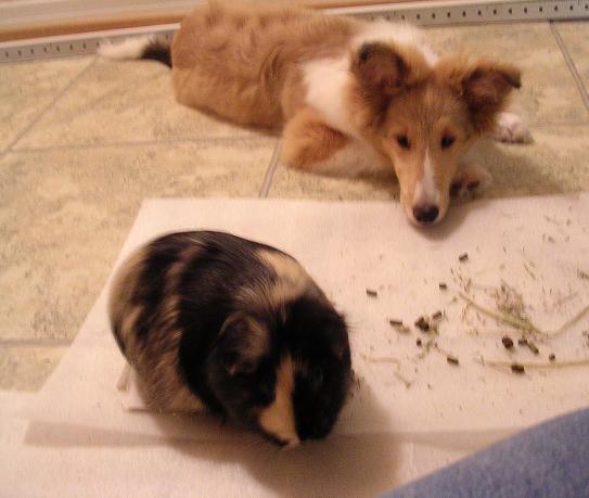Indie and Ranma.