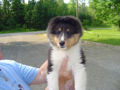 Indy Cruz SueAnn Pup 002   Doesn't he look silly with his round head?