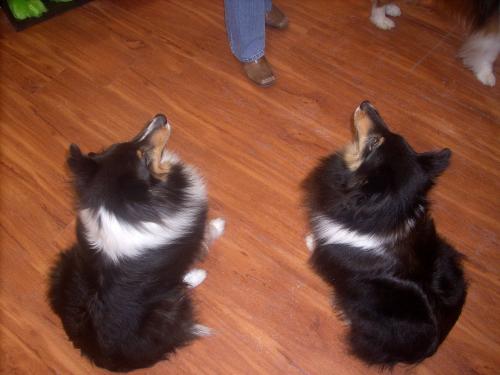 Indy is the one with white stripe....otherwise these are two peas in a pod