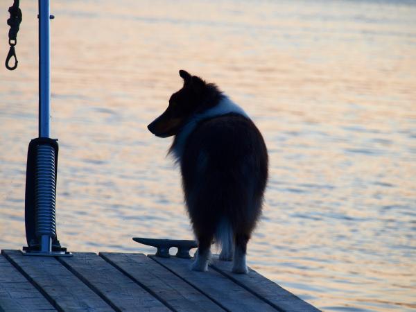 Indy, the Wild Man, has a pensive moment.....