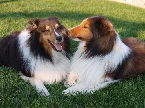 Indy:  Yeah, sorry its just tasted so good!

Bacca:  Yeah, but it makes your breath stink!