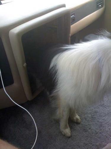 Is that a Sheltie growing out of the dashboard?