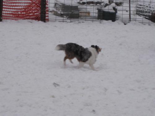 Isn't she beautiful running through the snow?