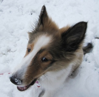 it snowed again