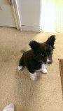 Jasmine 02162014 - Shortly after bringing her home. Her ears refused to stay tipped. Lol.