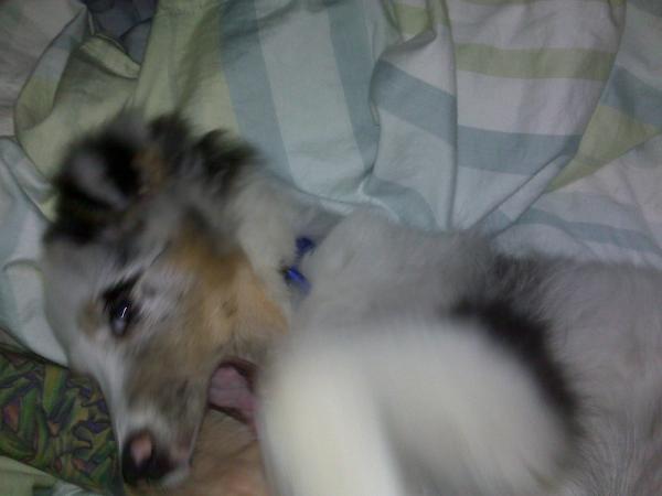 jaws attacks Daddy