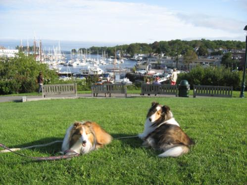 Joey and Bailey at the park in Camden, ME