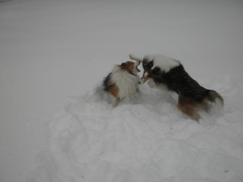 Joey and Bailey mixing it up!