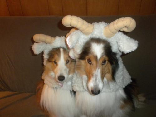 Joey and Bailey, my sheep dogs