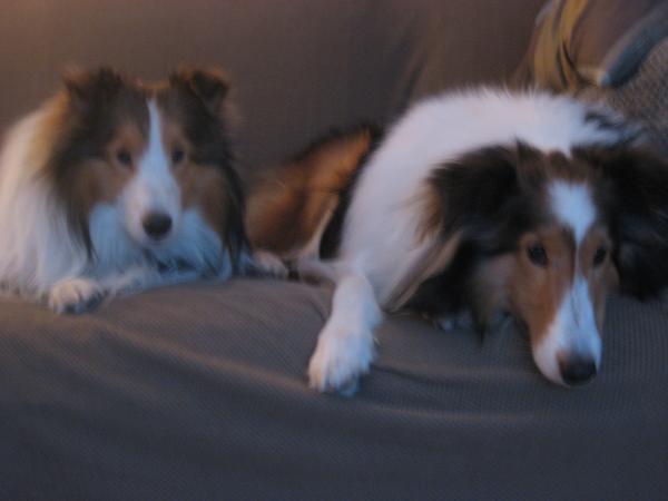 Joey and Bailey posing, but Bailey is getting bored