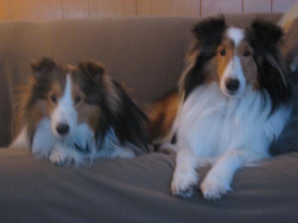 Joey and Bailey resting after playing in the snow...