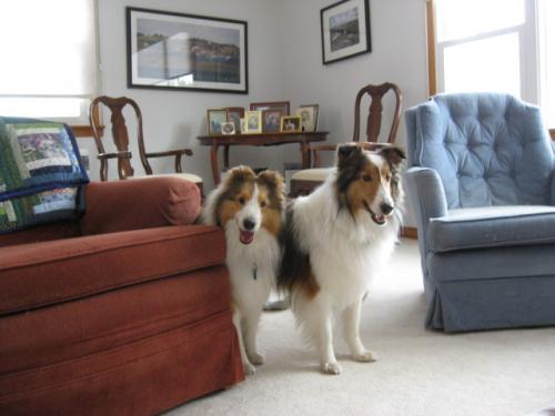 Joey & Bailey stopping for a breather after doing the zoomies around the living room...