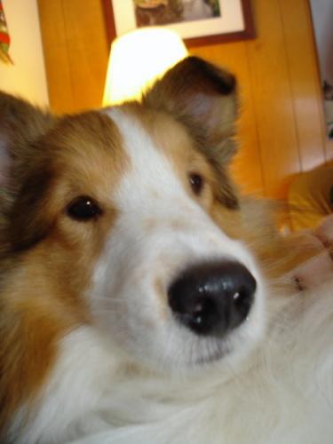 Joey close up