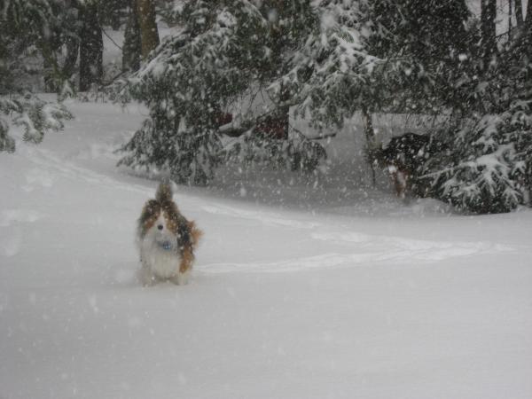 Joey enjoying all the snow