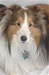 Joey headshot