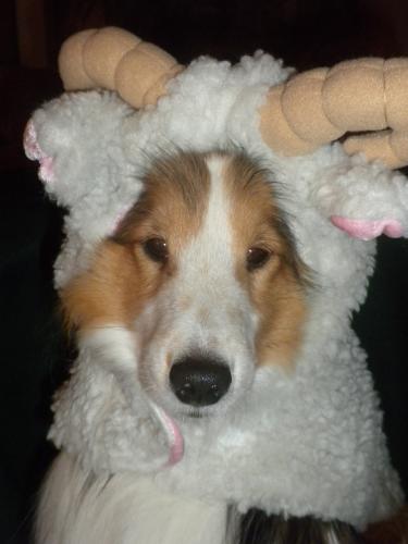 Joey the sheep