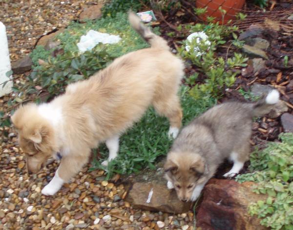 July 2007 - in the garden