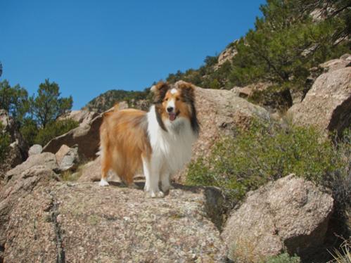 July 2011: A hike along the Arkansas River was a blast! Some say he looks like the Lion King.  :-)