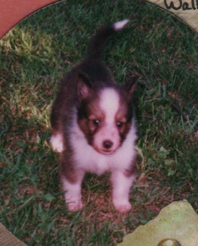Justice 5wks-he was darker here than at 10 wks