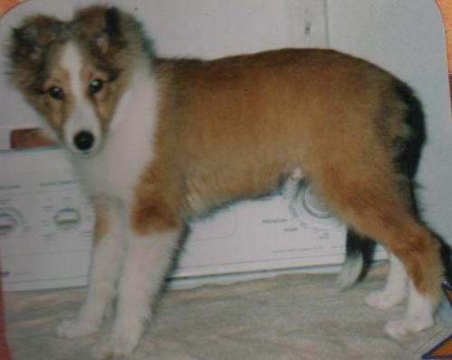 Justice at 10 weeks