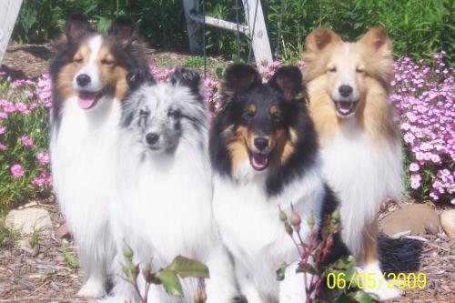 Justice, Ember, Diva and Pike at the Lochland Shetland Sheepdog Club show June 2009