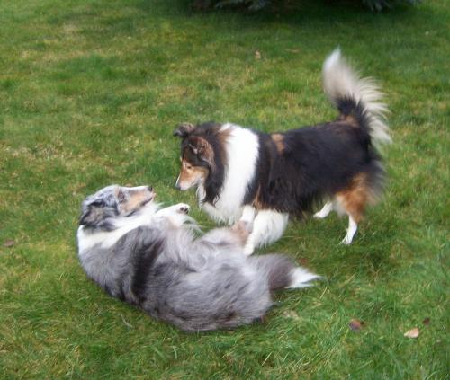 kayla and suzi, when kayla is playing with the others, she rolls over and over. i always worry when she is at top of the hill.