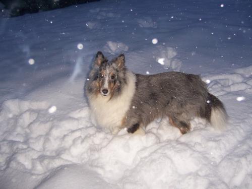 kayla in deep snow. when the snow hits the belly. none of the girls like playing in it