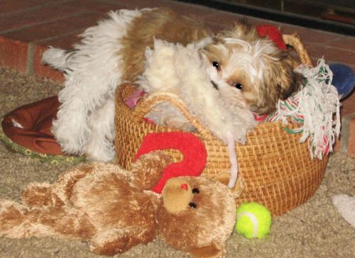 Kenzie has always loved her toys...