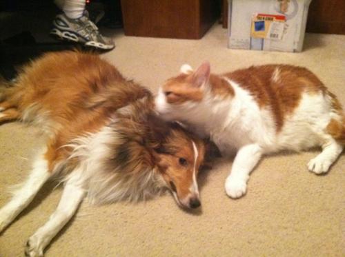 Kitty grooming Miss Bella :)