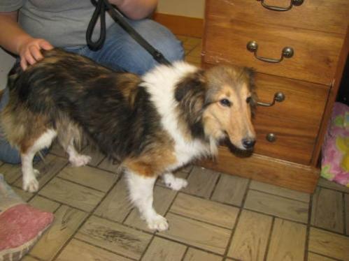 Kristy at Sheltie rescue. 12/2010