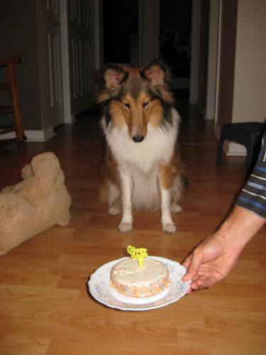 Kyara's 1st birthday! Mesmerized by the doggy cake.