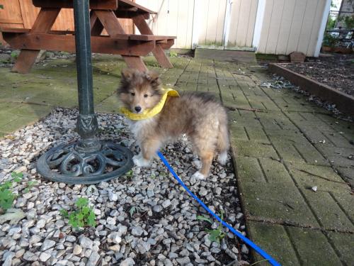 Laddie first night home - 11 weeks