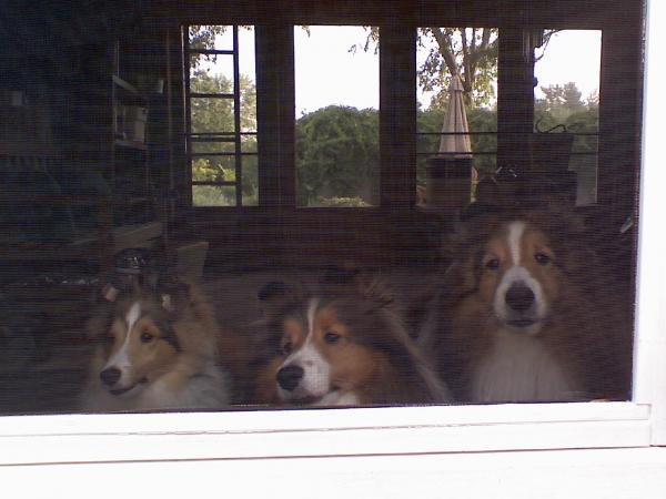 Larry, Mo & Curley.  LOL...