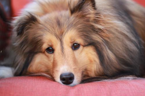 Lazy Brandi girl
