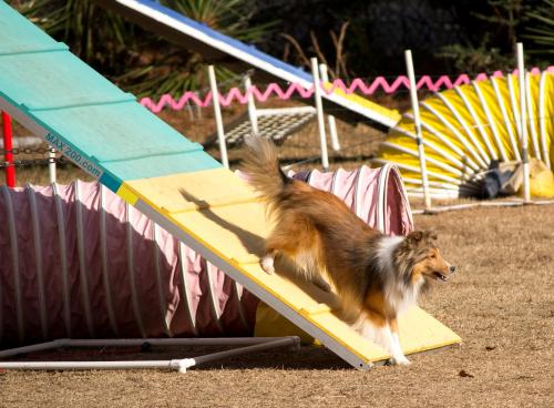 Lexi a-frame (2o2o)
