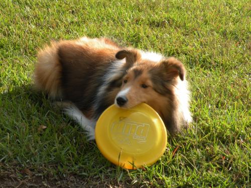 Lexi and one of her loves...the frisbee!