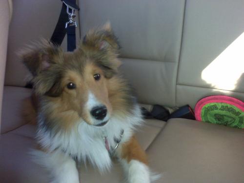 Lexi in the car