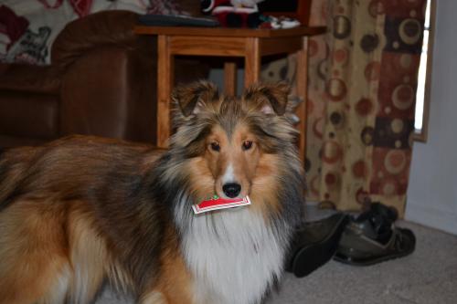 Lexi is a Christmas present! (She's holding a tag)