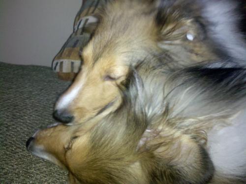 Lexi kissing Bentley.  Bentley clearly loving it.